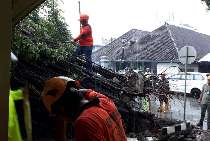 Tak sampai satu jam setelah pohon beringin yang beusia 100 tahun lebih  tumbang,  tim gabungan dari BPBD DIY , Kepolisian, Dinas Pekerjaaan Umum Kota Yogyakarta dan relawan melakukan penebangan pohon, Selasa (28/11).