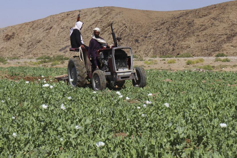 Taliban membasmi ladang opium di Washir, distrik provinsi Helmand, Afghanistan, Ahad, 29 Mei 2022.