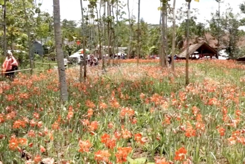 Taman Bunga Amarilis di Desa Salam, Kecamatan Patuk, Kabupaten Gunung Kidul 