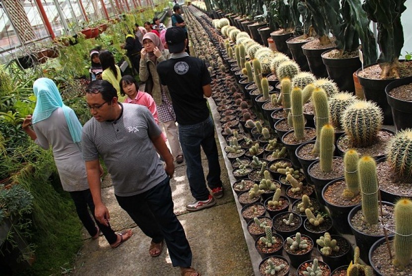 TAMAN KAKTUS CIBODAS. Pengunjung mengamati koleksi tanaman kaktus di taman kaktus Kebun Raya Cibodas, Jawa Barat, Sabtu, (3/9).