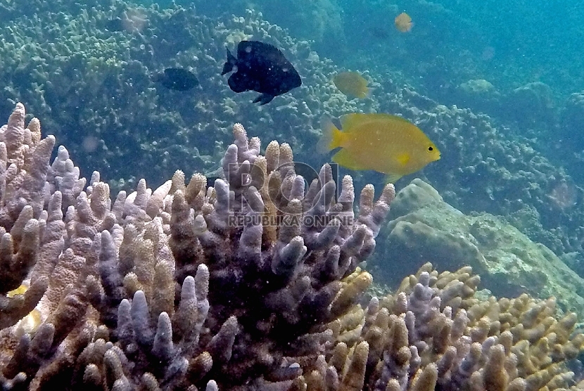 Taman Laut Pahawang