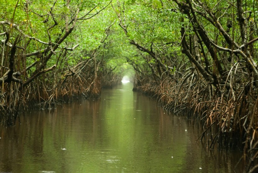 Taman Nasional Everglades, Florida.