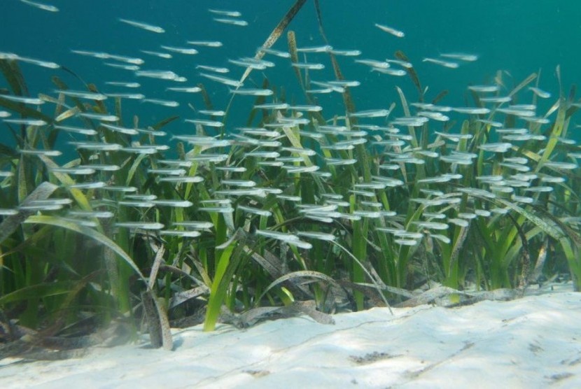 Taman rumput laut berfungsi sebagai habitat bibit ikan, siklus nutrisi, stabilisasi pantai serta mencegah erosi. Rumput laut juga menyerap dan menyimpan karbon lebih cepat daripada hutan tropis. 