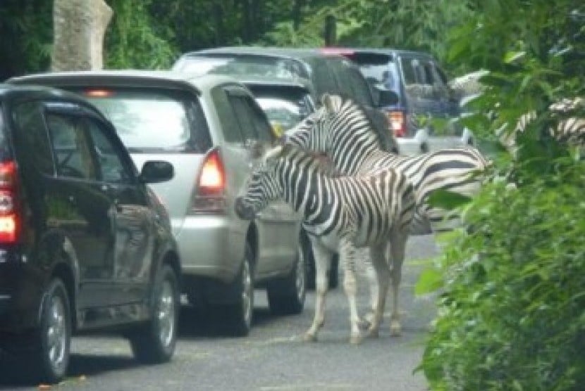 Jagatbisniscom Pariwisata Taman Safari Buka Cabang Di