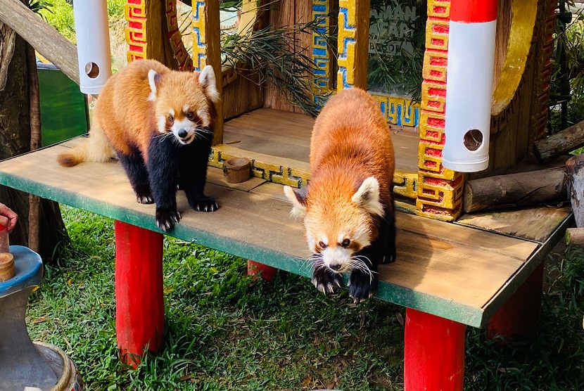 Taman Safari Bogor mengupayakan breeding atau perkembangbiakan panda merah (Ailurus fulgens) yang terancam punah, karena jumlahnya kurang dari 4.000 ekor di dunia. Sama seperti jenis panda lainnya, panda merah sulit untuk berkembang biak karena hanya memiliki musim kawin setahun sekali.