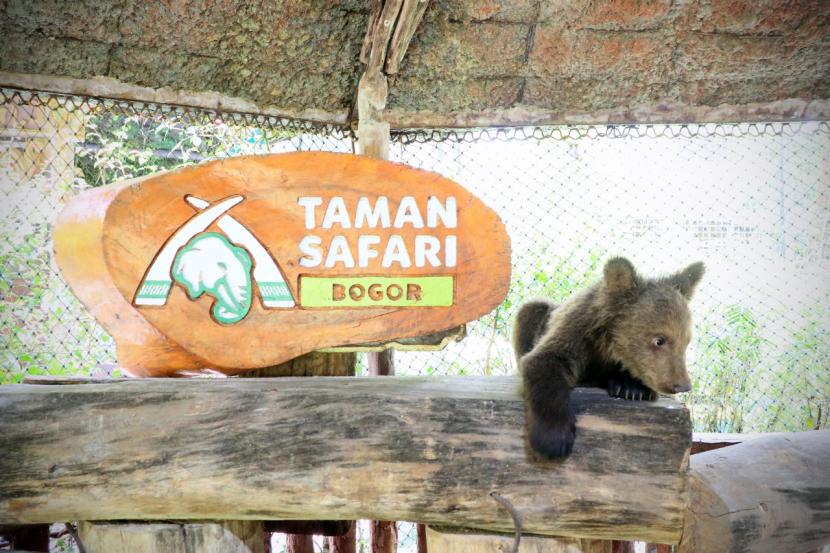Taman Safari Indonesia (TSI) Bogor memperkenalkan empat ekor bayi beruang cokelat pada 26-28 Maret 2021 dalam rangka peringatan Hari Beruang Sedunia.