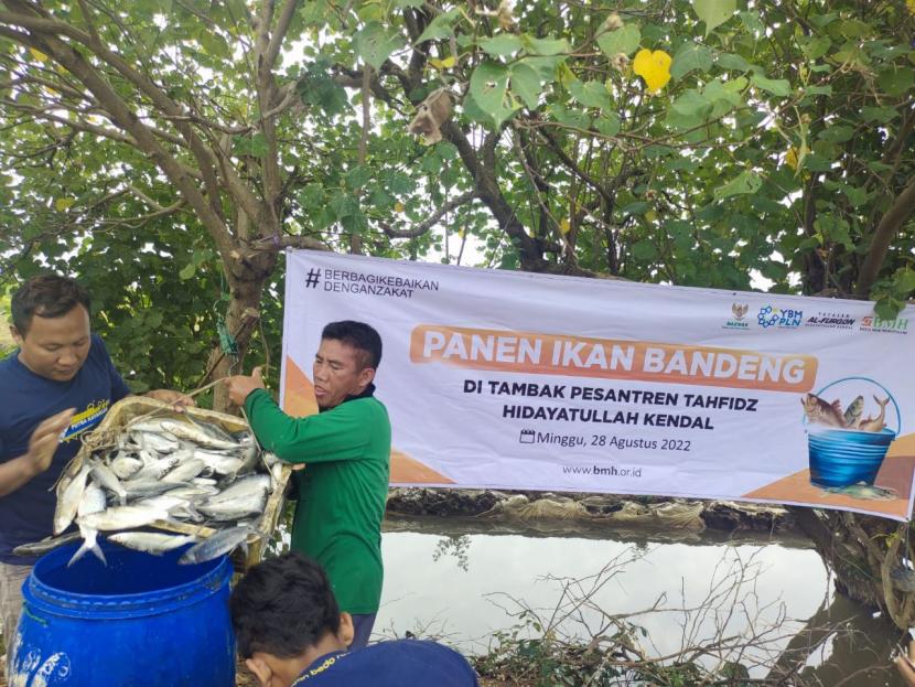Tambak pemberdayaan sinergi  BMH dan YBM PLN di Kendal, Jawa Tengah, berhasil  meraih hasil panen lebih baik dari sebelumnya. Tambak itu dipanen pada Ahad (28/8/2022).