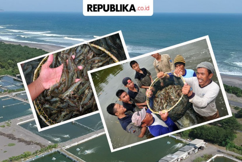 Tambak udang vanname di Kabupaten Pesisir Barat ditutup