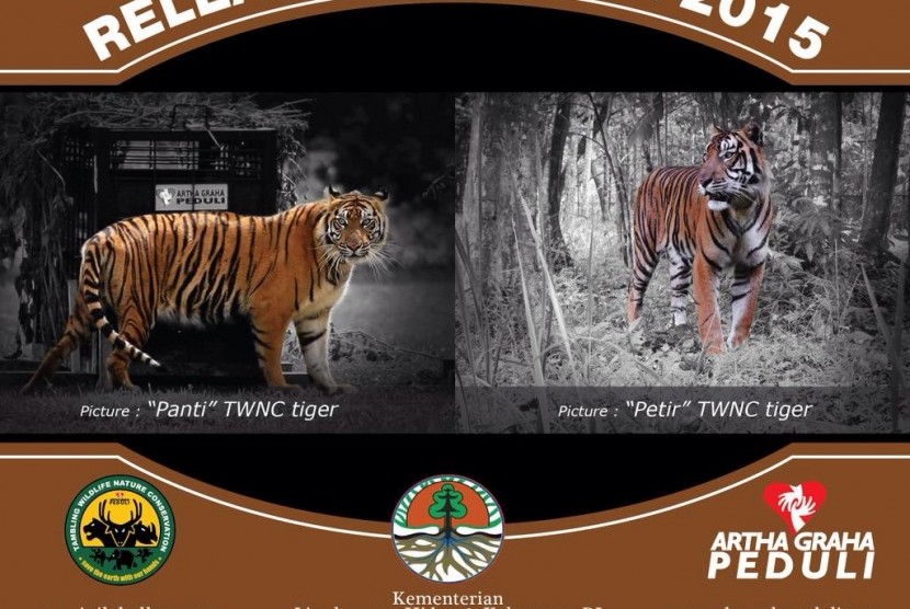 Tambling Wildlife Nature Conservation (TWNC) akan melepas dua harimau Sumatra ke alam liar, Selasa (3/3)