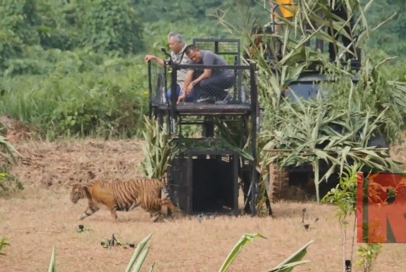 Tomy Winata melalui Tambling Wildlife Nature Conservation (TWNC) melepas Harimau Sumatera yang telah menjalani rehabilitasi untuk kembali ke alam liar. 