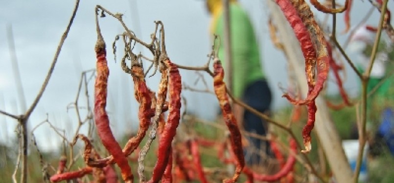 Tanaman cabai merah rusak akibat serangan hama. 