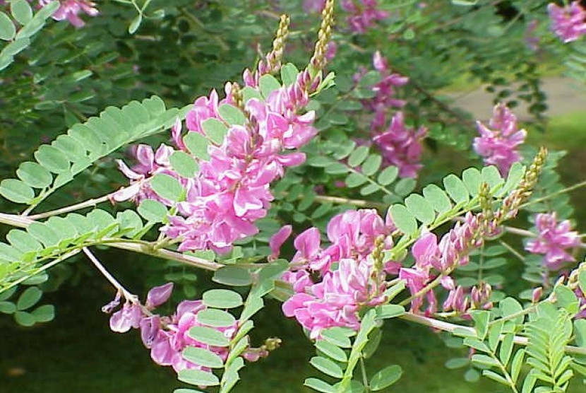 Tanaman indigofera