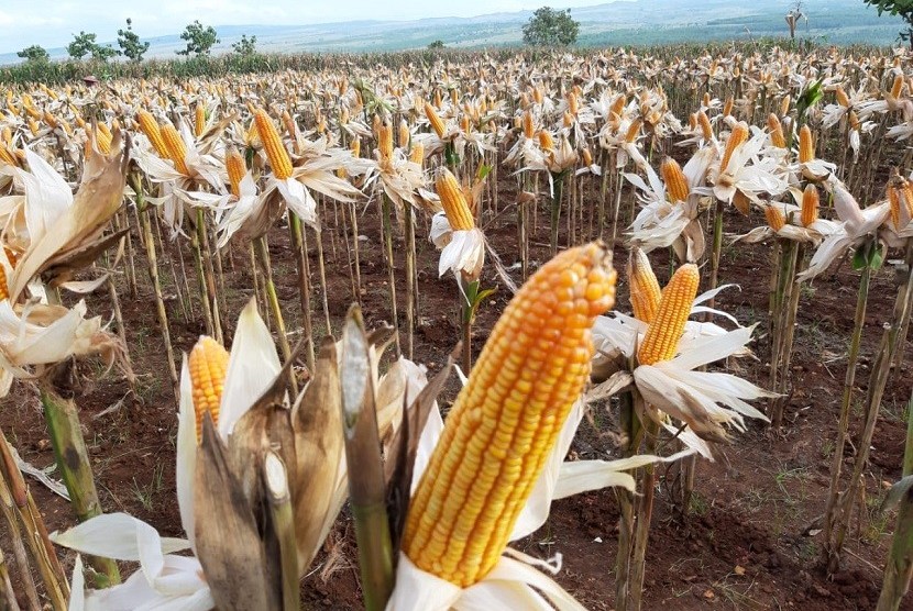 sebanyak 2.540 hektare lahan tanaman jagung di Nusa Tenggara Timur rusak akibat diserang hama ulat grayak (Foto: lahan jagung) 