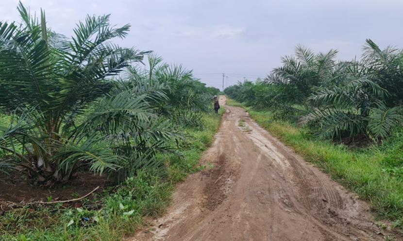 Tanaman kelapa sawit yang baru ditanam atau Tanaman Belum Menghasilkan (TBM) di Afdeling I, PT Perkebunan Nusantara IV Regional 1, Kebun Bangun, Sumatera Utara.