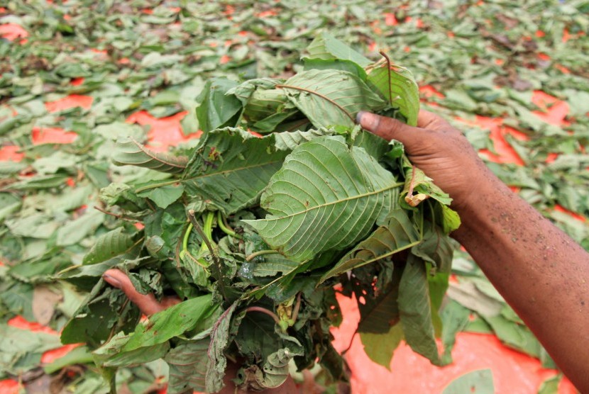 Tanaman kratom. Badan Nasional Narkotika (BNN) Indonesia menyebut tanaman kratom mengandung senyawa mitragynine yang memiliki efek ketagihan seperti narkotika, sehingga ada potensi penyalahgunaan.