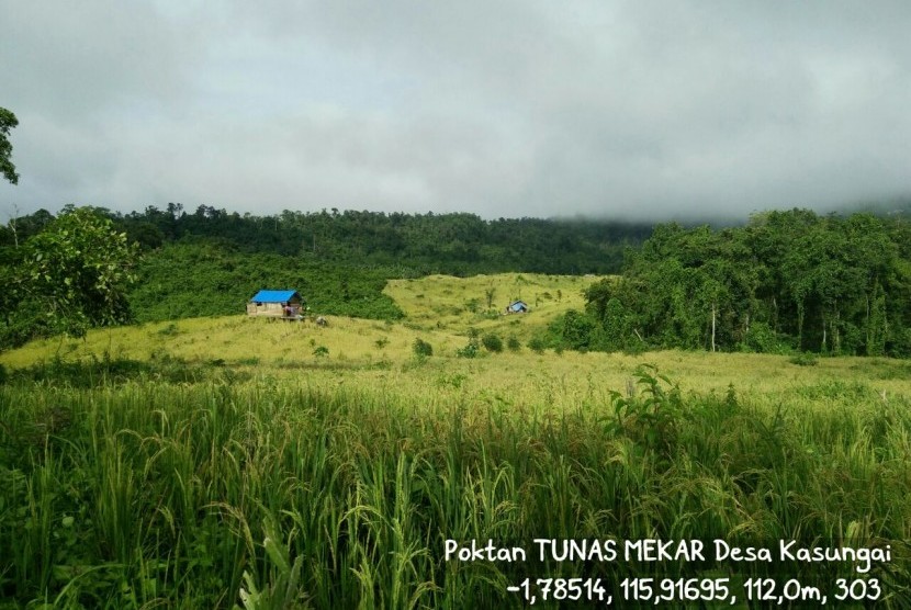 Tanaman padi dengan varietas inpago 5 dan inpago 8 di Kabupaten Paser, Kalimantan Timur.