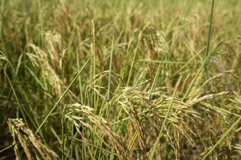 Tanaman padi (ilustrasi)