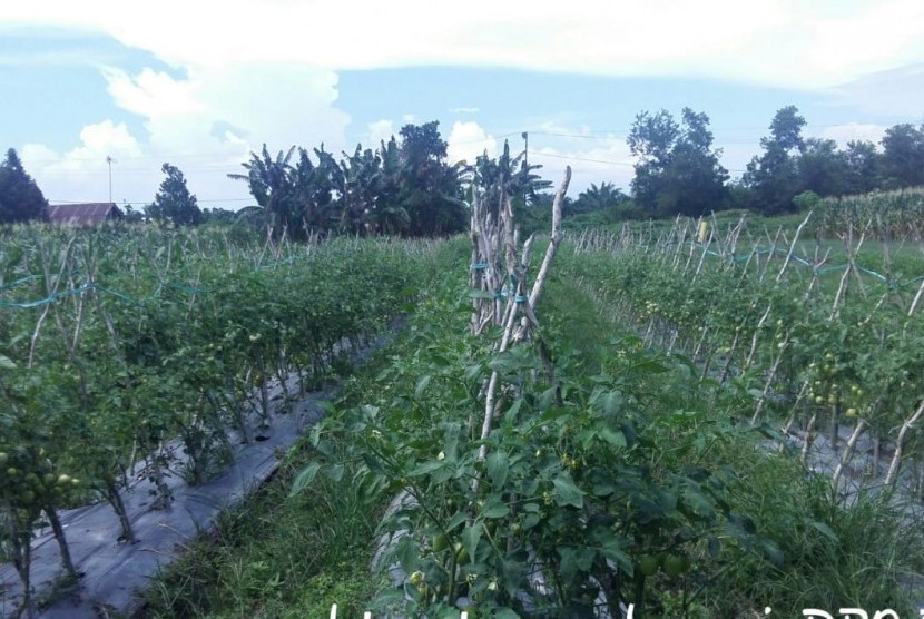 Tanaman sayuran organik di Kecamatan Anjir Pasar, Kabupaten Barito Kuala (Batola), Kalimantan Selatan.