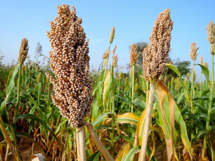 Tanaman sorgum. Sorgum menjadi kandidat yang menjanjikan untuk dijadikan alternatif subsitusi gandum.