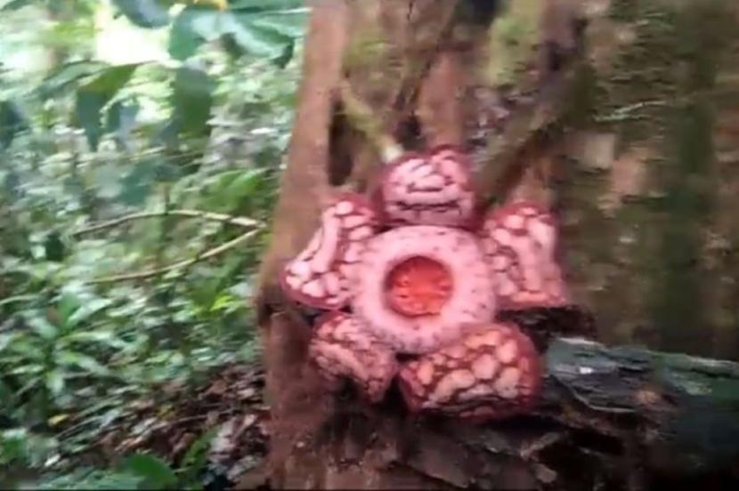 Tangkapan layar - Bunga Rafflesia Hasseltii Suringar mekar di Desa Tanjung Gelang, Kecamatan Kota Padang, Kabupaten Rejang Lebong. 