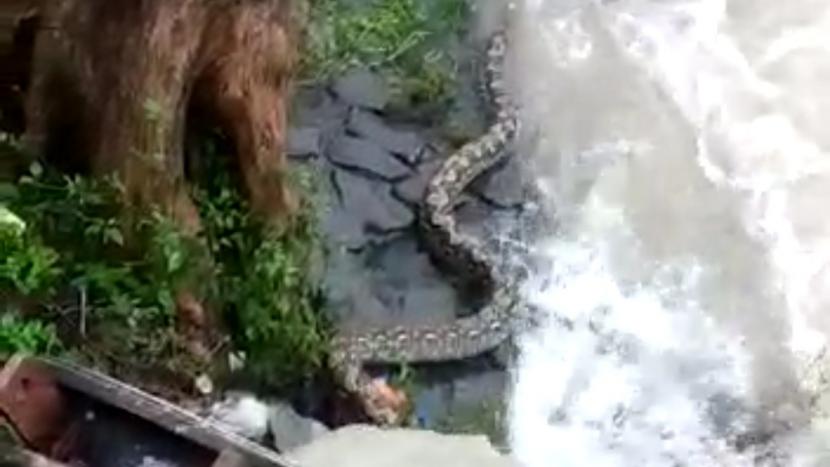 Tangkapan layar ular piton di pintu air Petamburan, Jakarta Pusat.