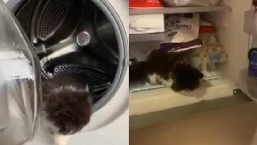  Tangkapan layar yang menunjukkan seekor anak kucing berada di mesin cuci dan freezer. 