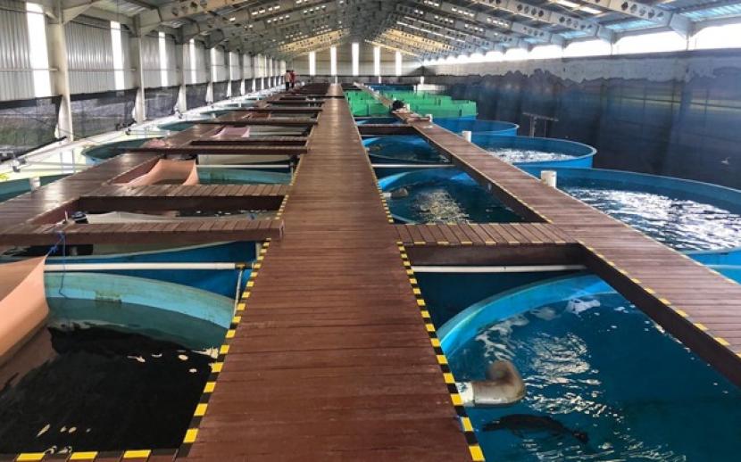 Tangki induk ikan di Aquaculture Research Center (ARC). Setiap tangki memiliki kedalaman 3 meter dengan diameter selebar 6 meter, yang disusun secara berurutan. Tangki-tangki ini dirancang untuk menghasilkan telur berkualitas tinggi dari spesies budidaya perairan yang penting.