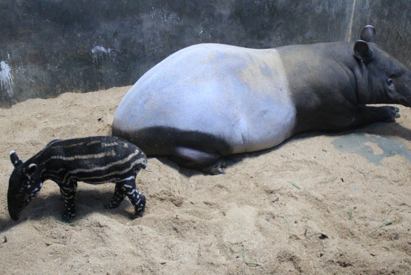 Tari dan bayinya yang baru ia lahirkan di Taman Safari Indonesia.