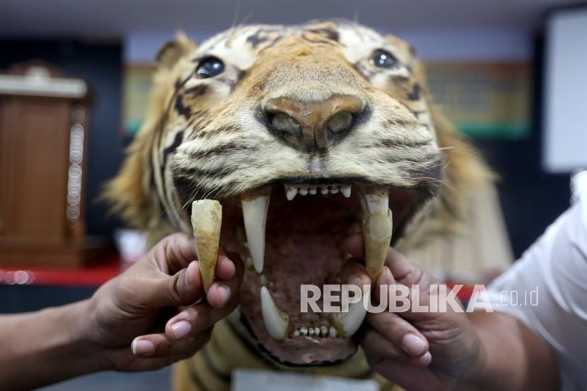 Taring harimau sumatra diperlihatkan pada pelatihan teknis identifikasi dan pembuktian barang bukti kejahatan terhadap satwa liar yang dilindungi di Banda Aceh, Aceh, Rabu (22/9/2021). BKSDA Aceh Siapkan Senjata Bius Tangkap Harimau Penyerang Warga