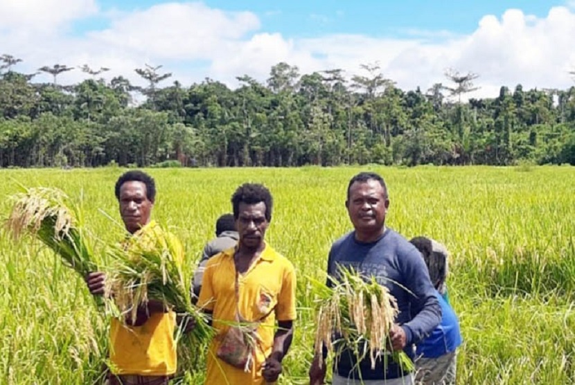 Taslia Sangkala adalah salah satu pionir pertanian modern di Kabupaten Mappi, Provinsi Papua. Kerja kerasnya bersama penyuluh sejak 2006 mengajak OAP budidaya padi menuai hasil menggembirakan. Produktifitas 5,8 ton gabah kering panen (GKP) diperoleh dari varietas Mekongga oleh kelompok tani (Poktan) Hefa Star pada lahan seluas delapan hektar, belum lama ini.