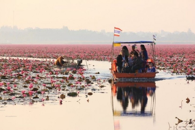 Telaga teratai berada di danau Nong Han Kumphawapi, kawasan timur laut Thailand.