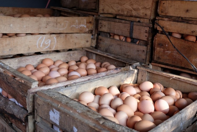 Telur ayam, satu kebutuhan yang sering berfluktuasi harganya di pasaran (ilustrasi)