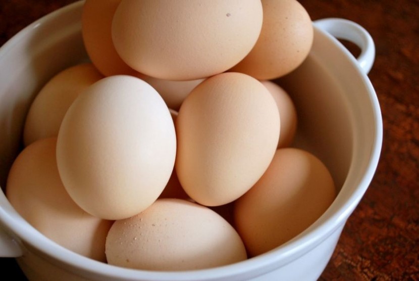 Ayam kampunģ telur khasiat Perbedaan Khasiat