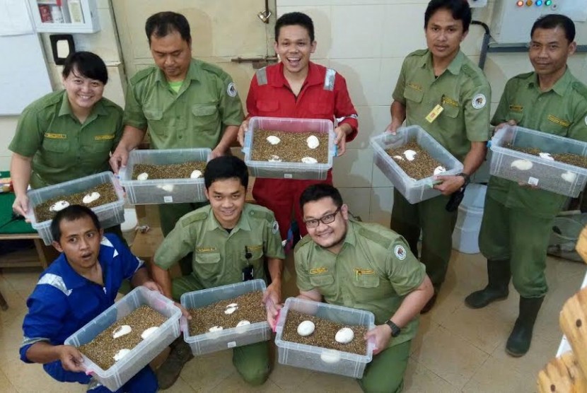 Telur komodo menjadi hadiah istimewa HUT RI dar Taman Safari Indonesia.