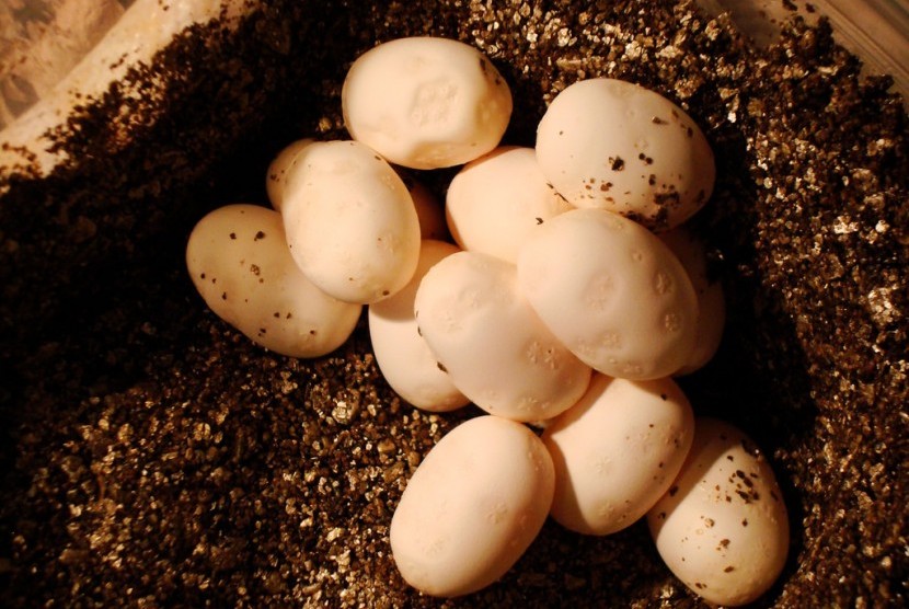 Anak Anak Australia Temukan 43 Telur  Ular  Berbisa 