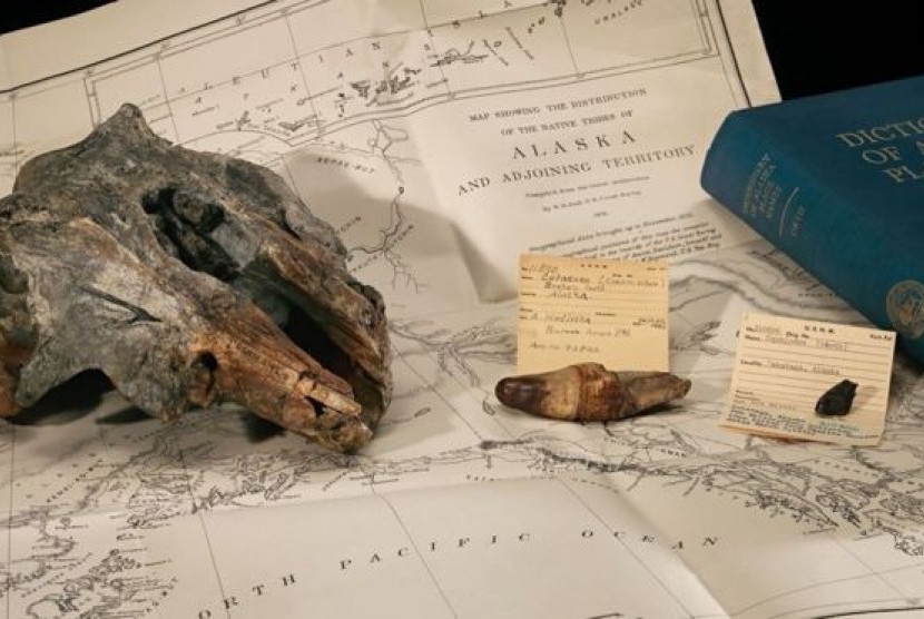 Temuan fosil lumba-lumba yang disuga merupakan spesies baru.