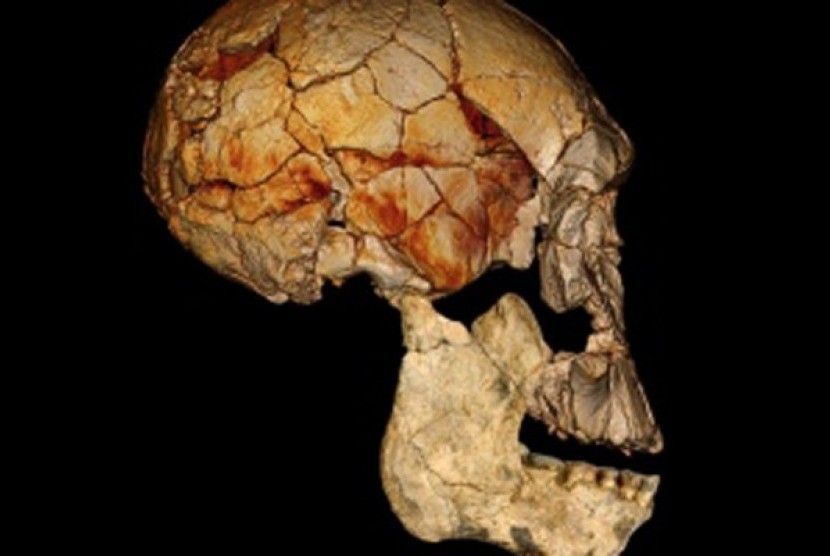 Tengkorak bagian atas yang ditemukan tahun 1972 dan rahang bawah yang diperkirakan milik spesies Homo rudolfensis