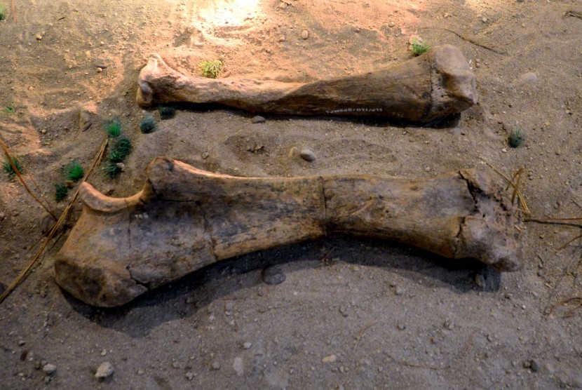 Tengkorak Gajah Sangiran (Mastodon, Stregodon dan Elephas) yang berada di Museum Situs Manusia Purba Sangiran, jawa Tengah 