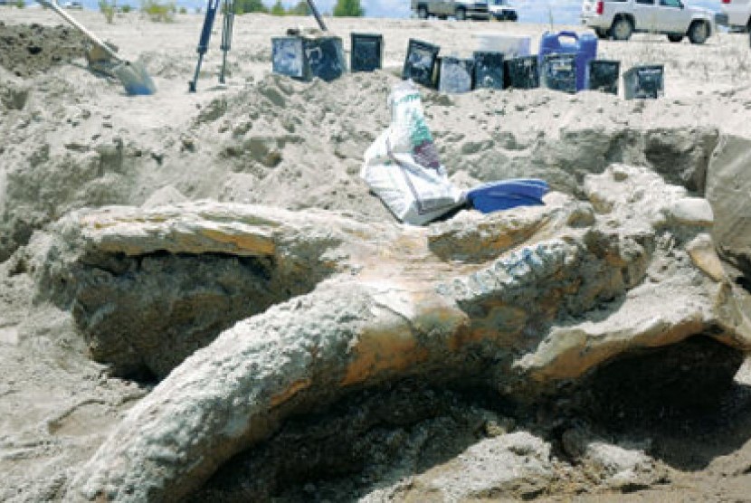  Tengkorak stegomastodon yang ditemukan sekelompok remaja di Meksiko. 