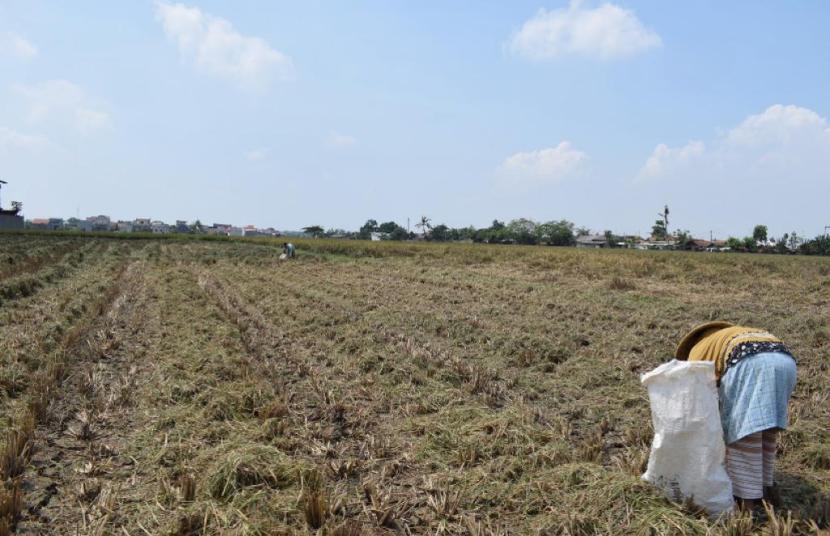  Tercatat sebanyak 1.716 hektare sawah yang tersebar di sejumlah wilayah Provinsi Aceh mengalami kekeringan selama semester I tahun 2023.