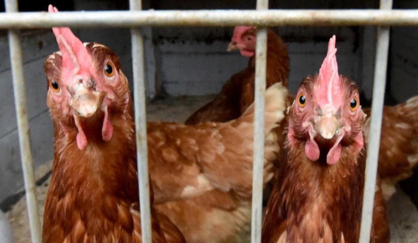 Ternak ayam. Delapan ayam mati mendadak di peternakan di Negara Bagian Schleswig-Holstein, Jerman.