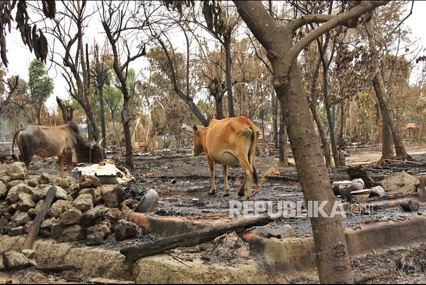 Ternak-ternak milik penduduk etnis Rohingya berkeliaran di reruntuhan rumah yang terbakar di Desa Alel Than Kyaw , Maungdaw Selatan,  Rakhine, Myanmar, beberapa waktu lalu. Menyusul eksodus warga etnis Rohingya ribuan ternak milik pengungsi berkeliaran tanpa tuan.