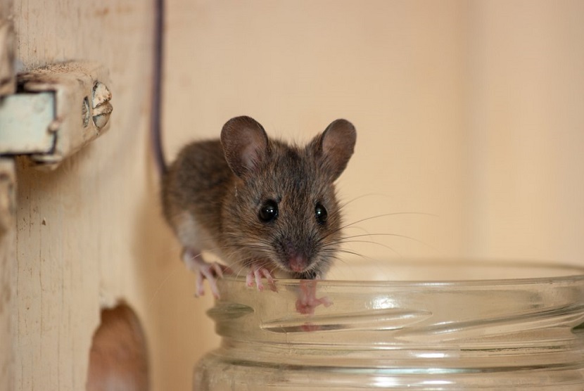Simak Cara Memasang Perangkap Tikus yang Harus Anda Tahu