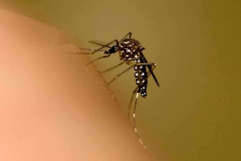 Nyamuk malaria.