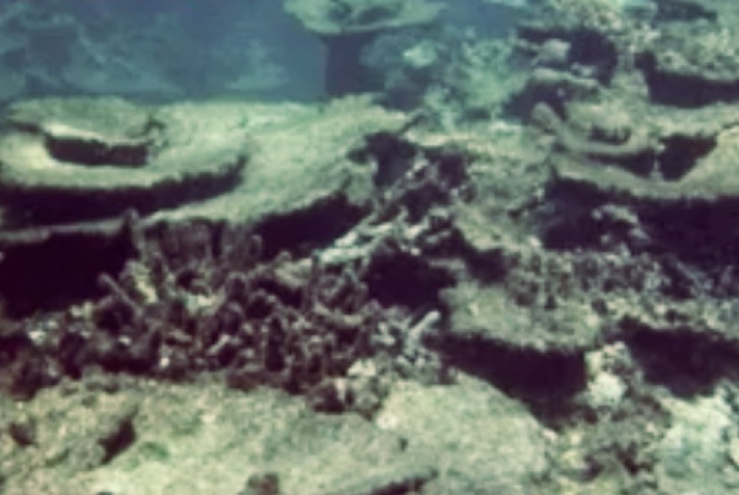 Terumbu karang (ilustrasi).