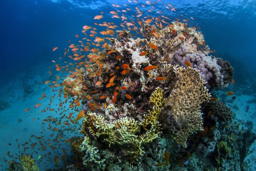 Terumbu karang di Australia
