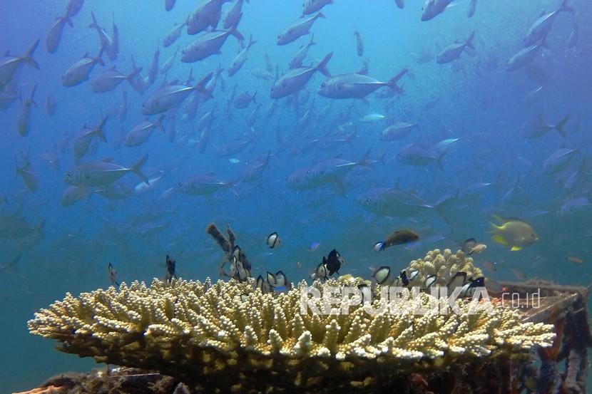 Terumbu karang di perairan Bangsring, Banyuwangi, Jawa Timur, Senin (21/9/2020). Terumbu karang yang merupakan hasil transplantasi oleh nelayan Bangsring sejak tahun 2009 di kawasan konservasi seluas 15 hektar itu, saat ini sudah menjadi tempat berbagai jenis biota laut.