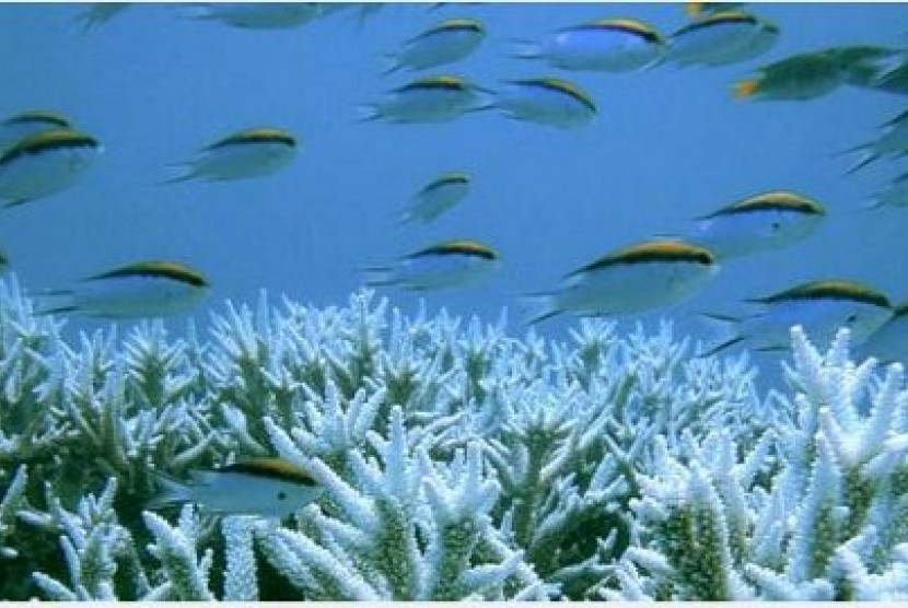 Terumbu karang Great Barrier Reef di Australia memutih dan kehilangan penutupnya akibat badai, perubahan iklim dan ledakan populasi bintang laut berduri