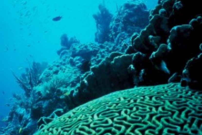 Unduh 670 Gambar Ekosistem Laut Dalam Terbaru HD