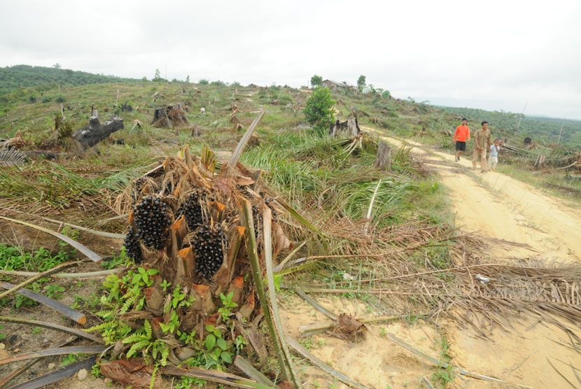   Petugas menebang ratusan pohon sawit yang ditanam di Bukit Apolo, kawasan Taman Nasional Tesso Nilo, Provinsi Riau, Kamis (22/5).